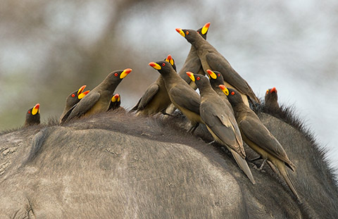 Yellow-billed Oxpecker group